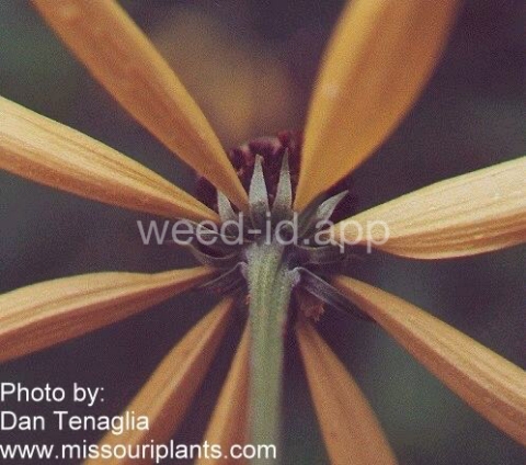 coneflower, pinnate prairie